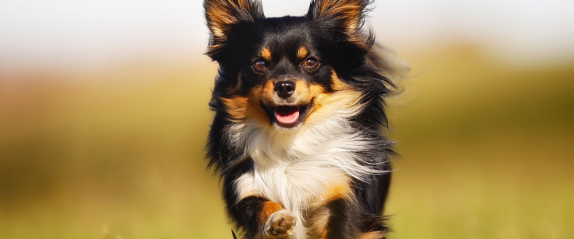 Dog names that best sale start with p